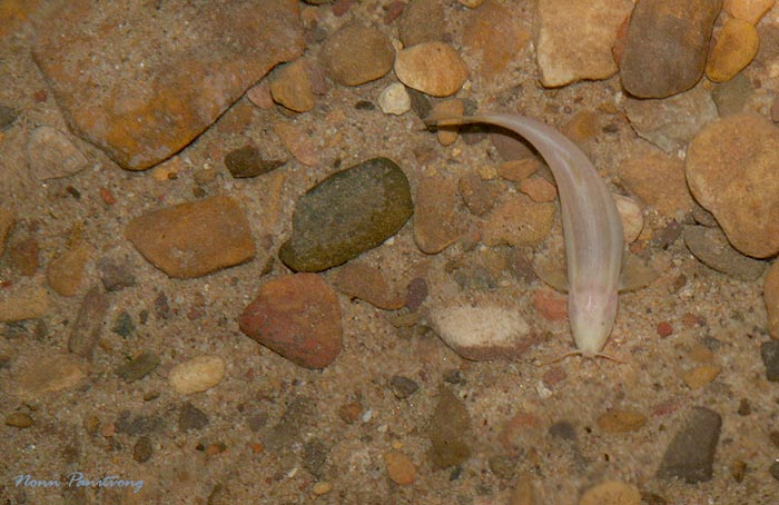 Specimen in its natural habitat, Tham Phra Sai Ngam cave system, Thailand.
