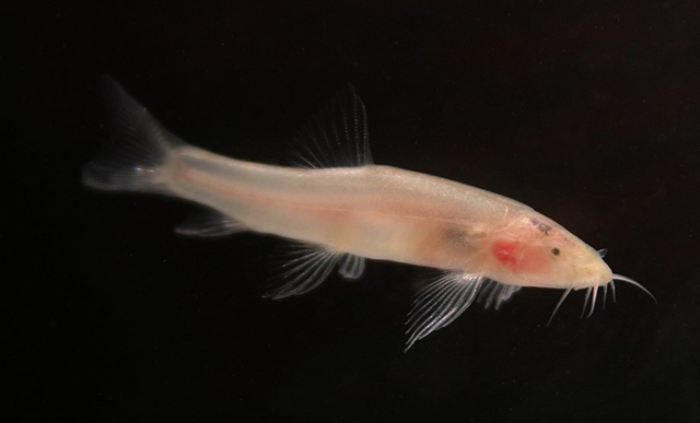 Some individuals of this species have vestigial eyes, while others have none at all.
