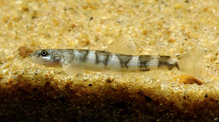 The specimens in our photos were collected from the Dooars (aka Duars) in northern West Bengal, India (see 'Notes').