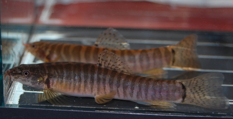 Probable female.