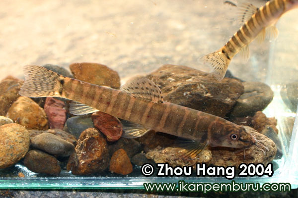 Another freshly-collected specimen.