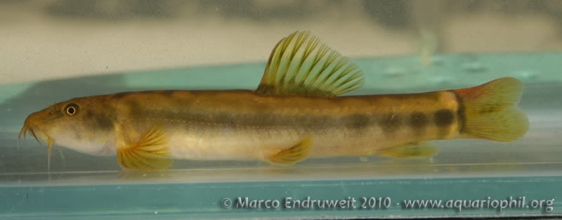 Mature specimen from the Mengyejiang River, Red River basin, Puer County, Yunnan Province, China.