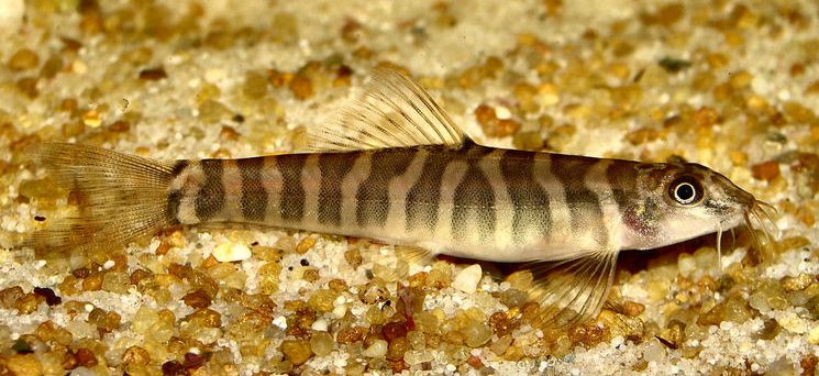 Specimen from the UK aquarium trade.