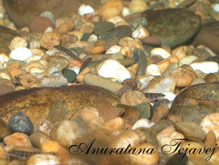 Captive-bred juveniles in the aquarium.