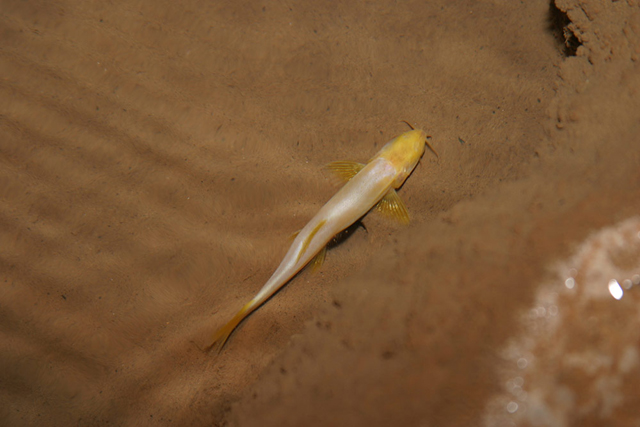 Dorsal view of specimen in its natural habitat.