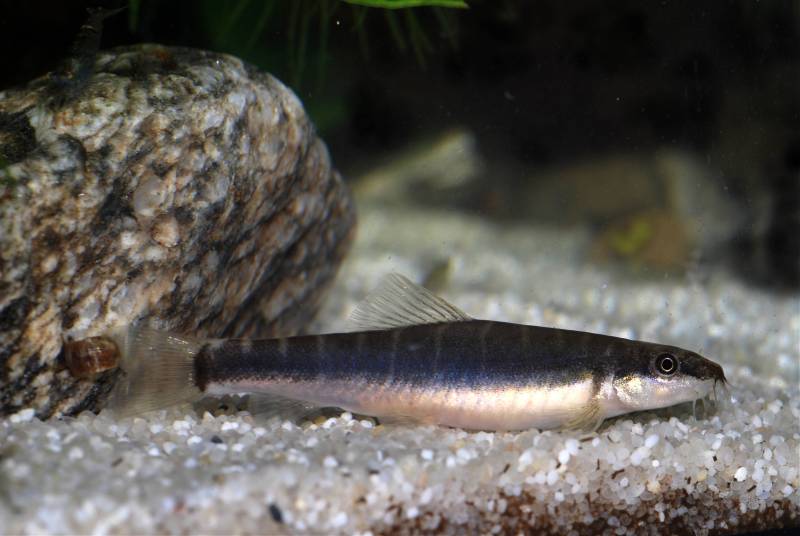 Probable adult female individual.