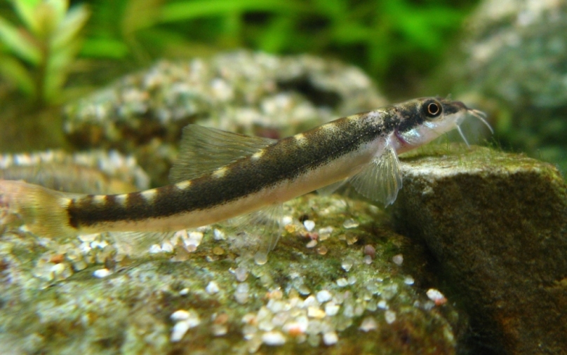 Specimen from the European aquarium trade.