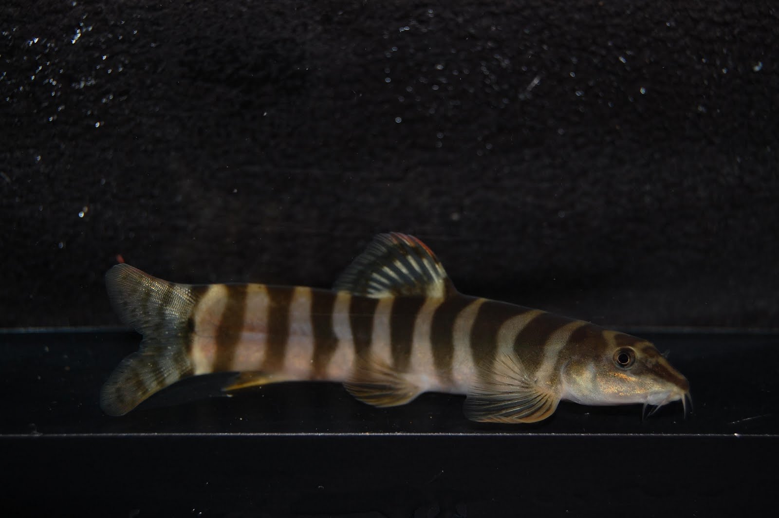 This species has been traded as Schistura sp. 'super convict'.