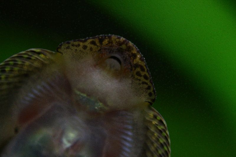 Ventral detail of head.