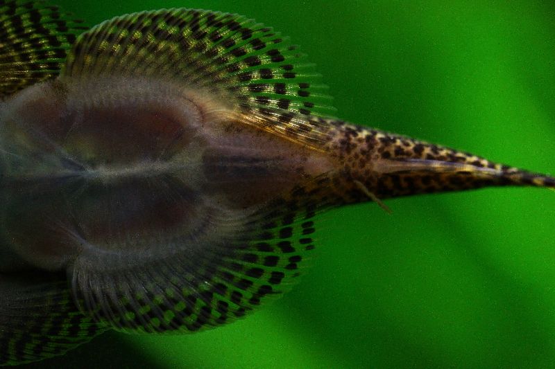 Ventral detail of posterior portion of body. Note the clear space between the pelvic fins and the anal-fin origin, a character which separates this species from S. sp. 'SEW01'.