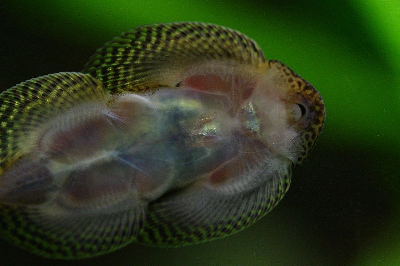 Ventral detail of head and anterior portion of body.