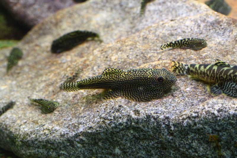 Lateral view. The other fish pictured hare are of different species.