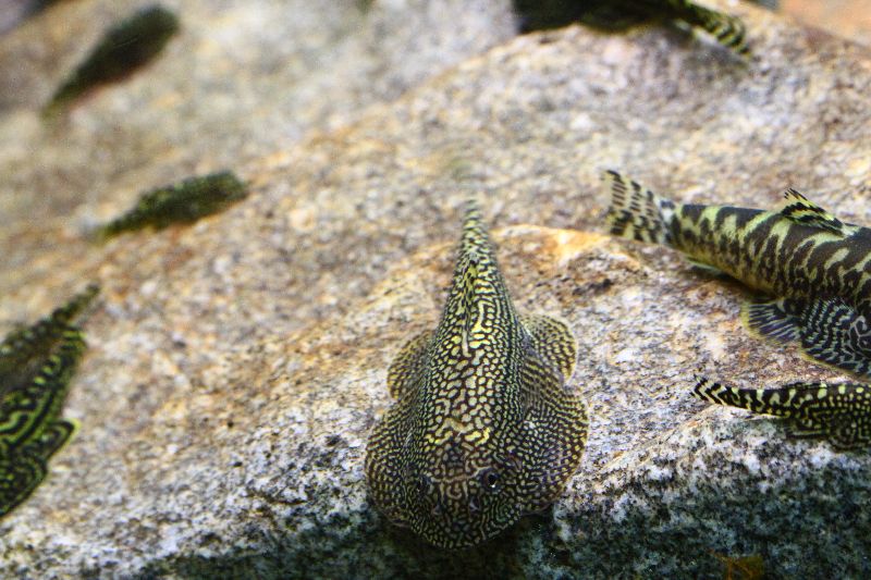 This species has a more reticulated colour pattern than S. sp. 'SEW01'.