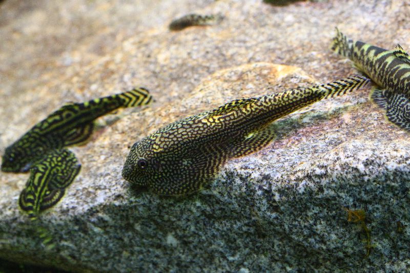 Young individual from the European aquarium trade.
