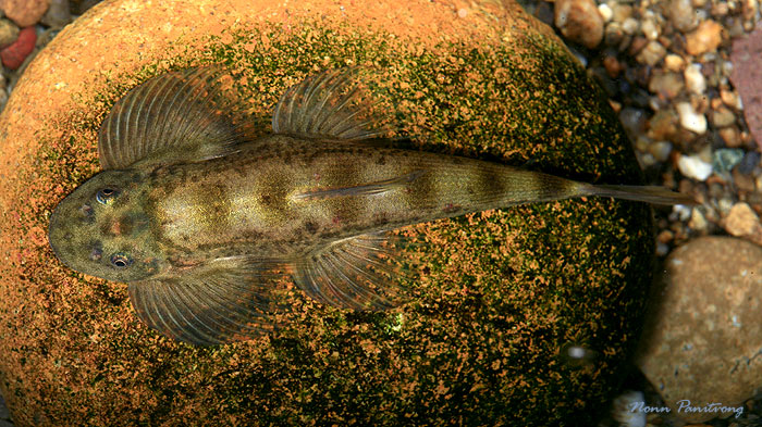 Dorsal view; specimen in the natural habitat.