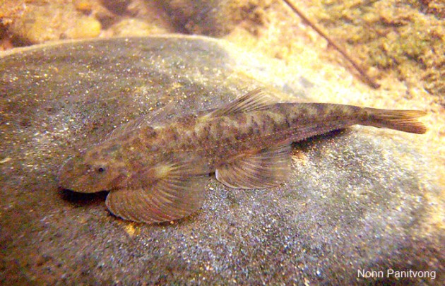 This species may not yert have appeared in the aquarium hobby.