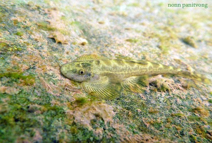 This species can lighten or darken its colour pattern depending on the substrate.