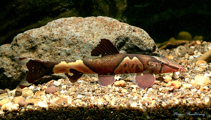 Adult specimen from southern Thailand.
