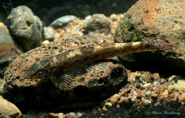·Wild specimen from the Salween watershed, Thailand.
