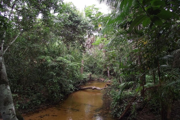 A small igarapé in Maranhão state, Brazil