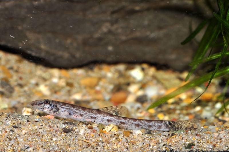 Specimen from the Swiss aquarium trade.