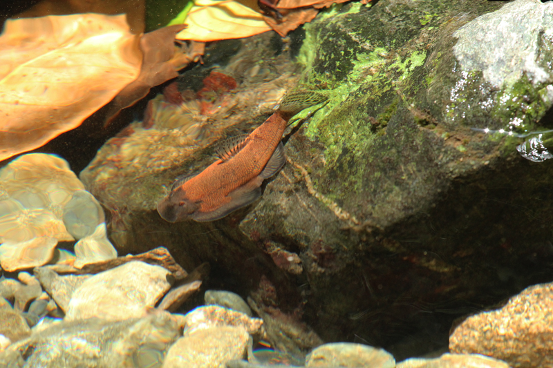 This orange colouration only appears to develop in sexually-mature specimens.