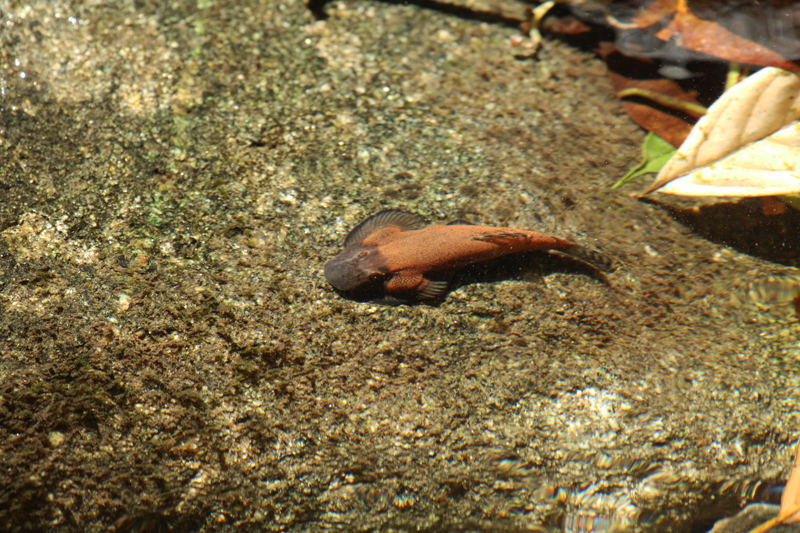 It's unclear what advantage the striking colour pattern brings to the fish since bright green and barred forms also exist, sometimes in the same habitat.