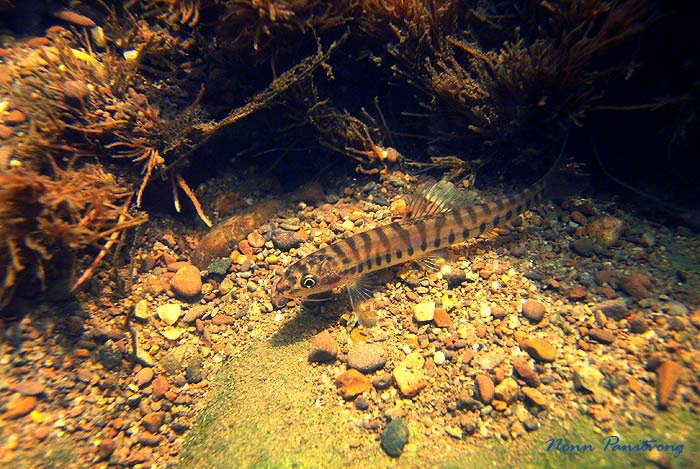 Specimen in its natural habitat, Chao Phraya river system, Thailand.