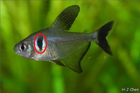 Many characids possess a humeral spot, as shown here