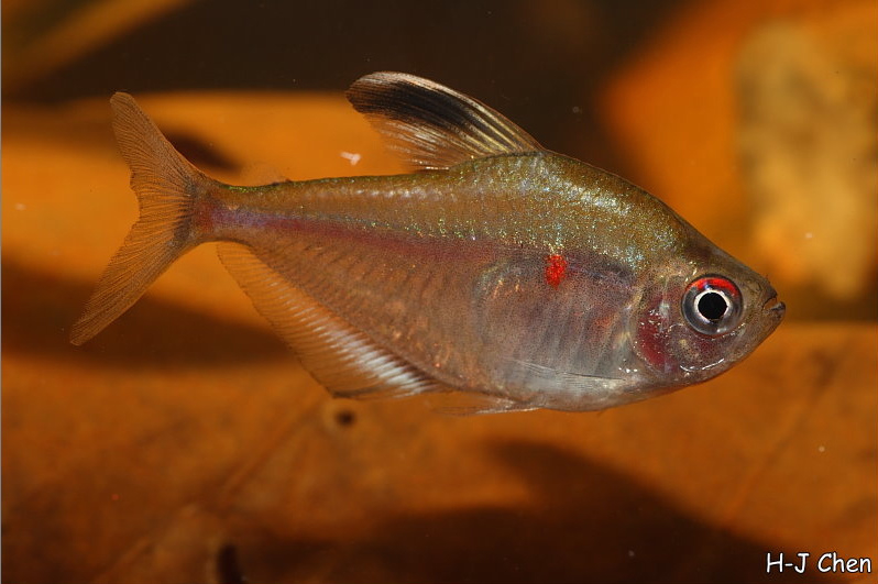 Adult female.