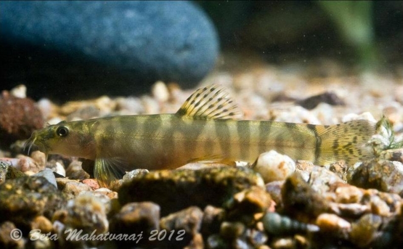 The form, number, and arrangement of light vertical bars on the body is highly variable in this species.