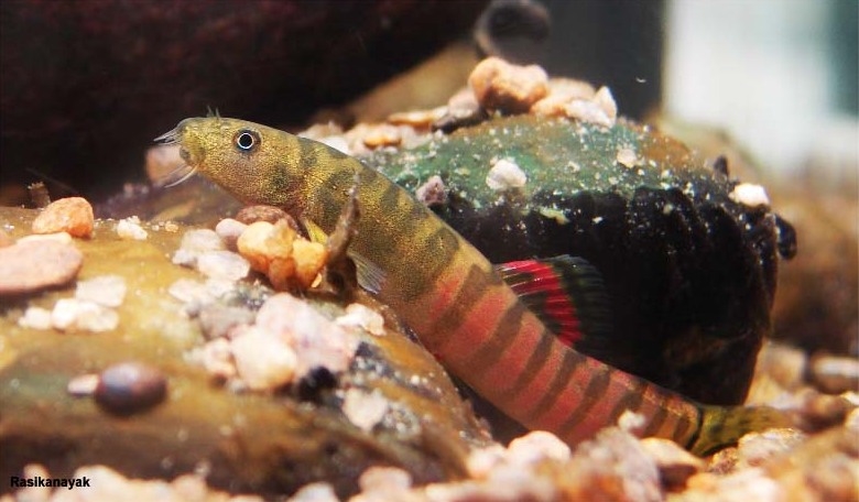 Adult male specimen.
