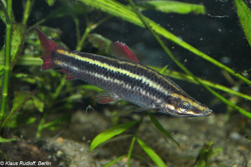 Wild-collected adult specimen witha degree of fin damage.