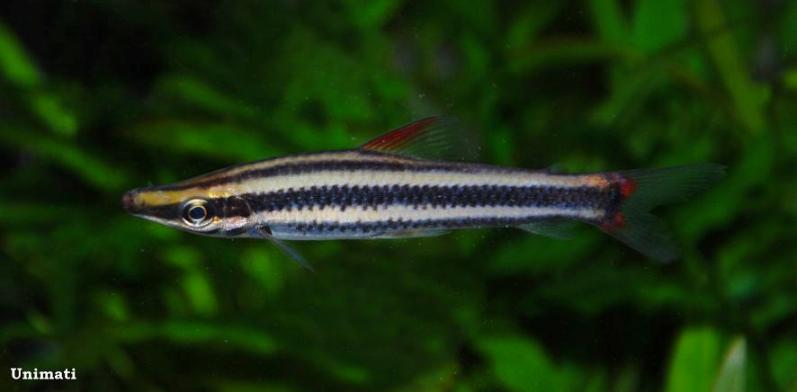 Young adult individual from the Danish aquarium trade.
