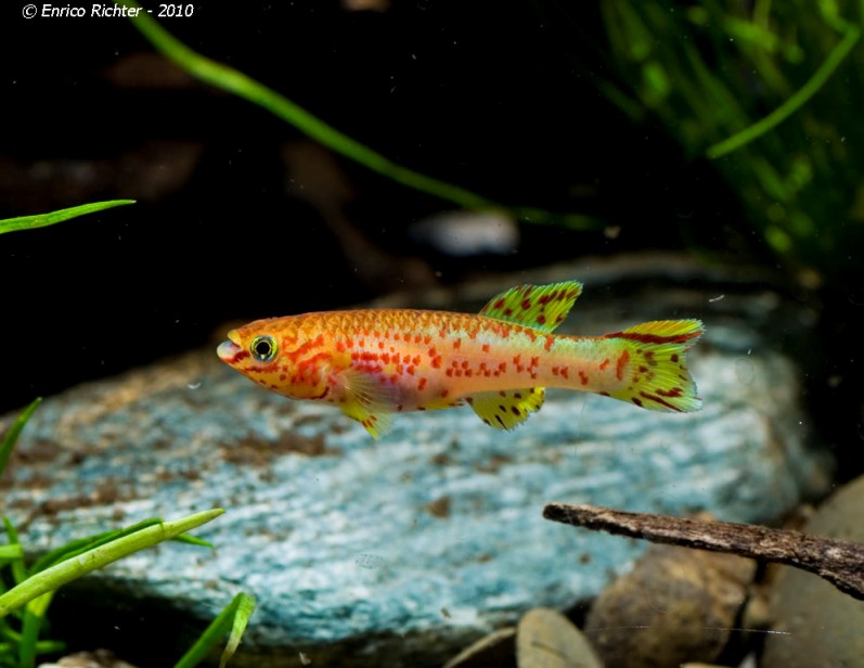 Adult male; ornamental 'gold' strain.