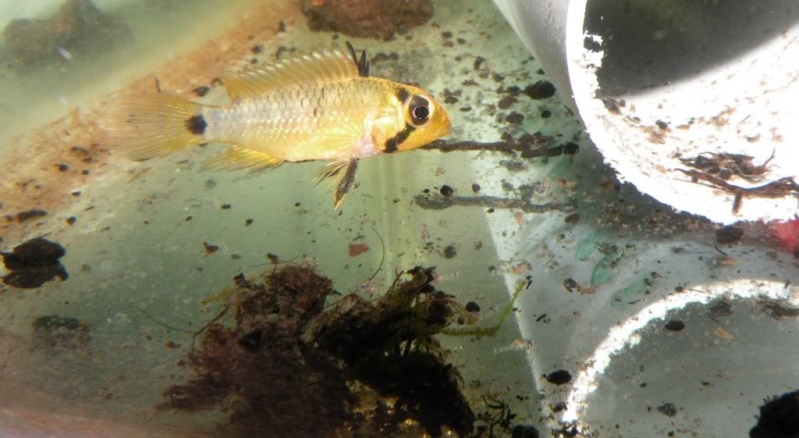 Nuptial female with fry beneath.
