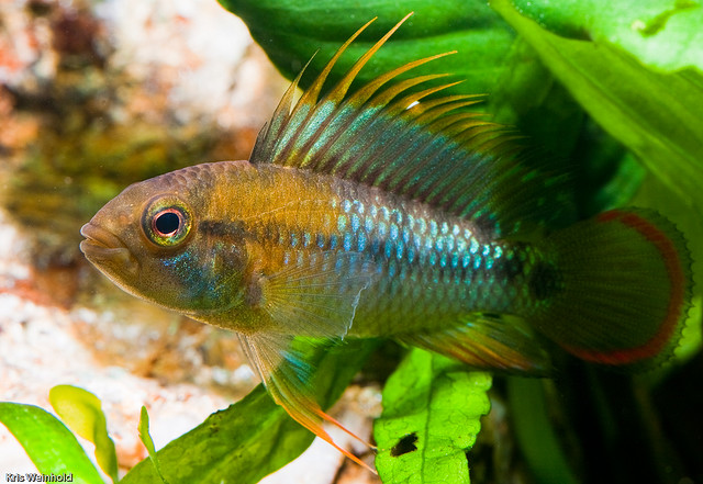 Adult male specimen from the U.S. aquarium trade.
