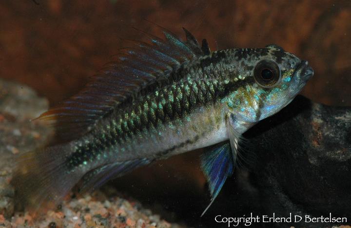 Adult male specimen from the Norwegian aquarium trade.