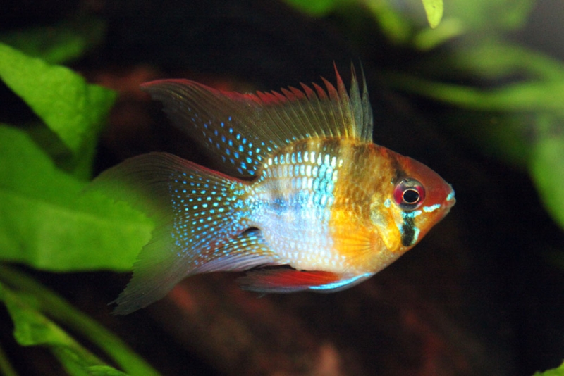 Adult male; commercial, and highly-deformed, 'balloon' strain.
