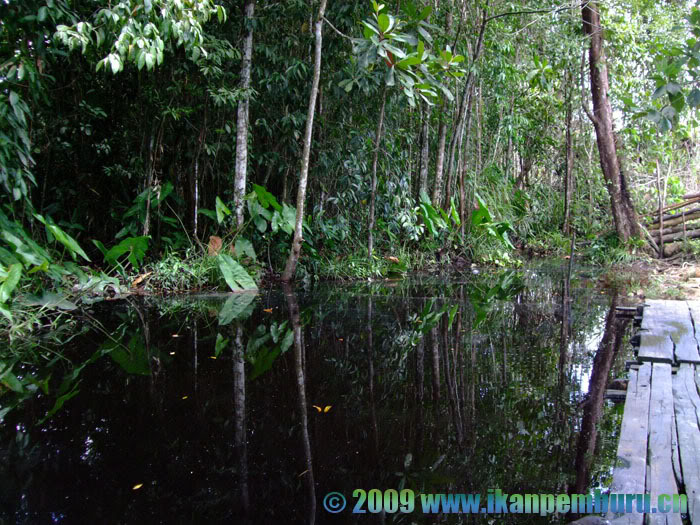 A habitat in West Kalimantan (Kalimantan Barat) province, Indonesia (Borneo).