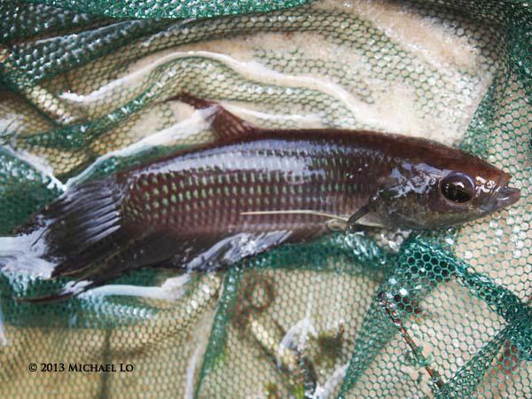 Freshly-collected specimen from an unspecified location in Sarawak.