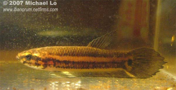 Freshly-collected individual from Anjungan displaying stress colour pattern.