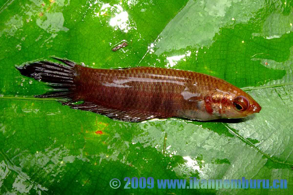Another freshly-collected specimen.