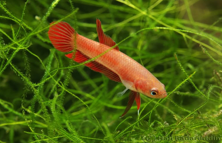 Adult female; population unconfirmed.
