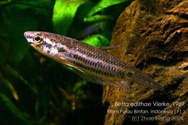 F1 aquarium-bred subadult; Bintan Island population.