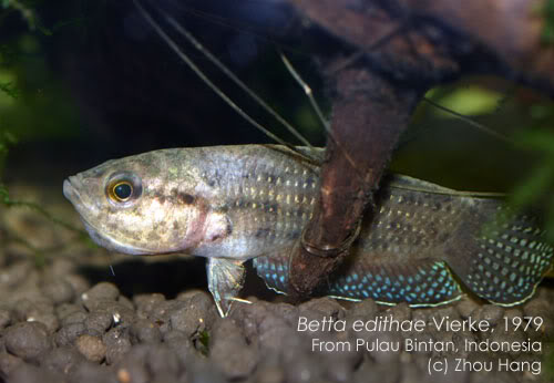 Brooding adult male; Bintan Island population.