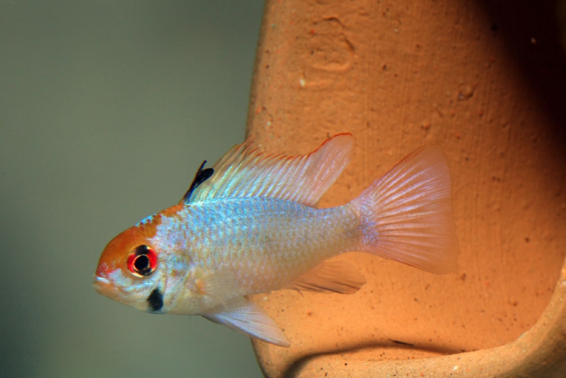 Subadult; commercial 'electric/neon blue' strain.