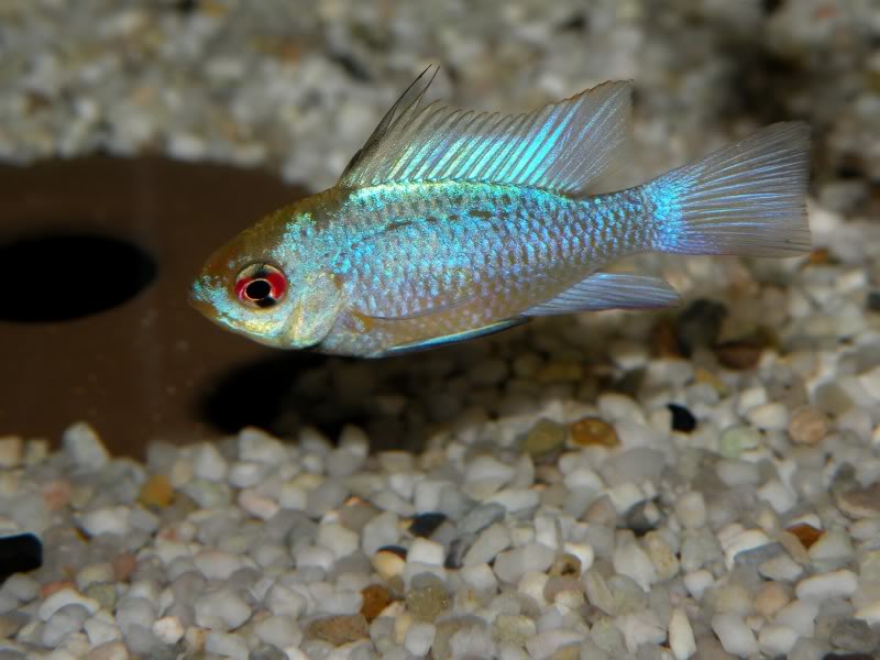 Young male; commercial 'electric/neon blue' strain.