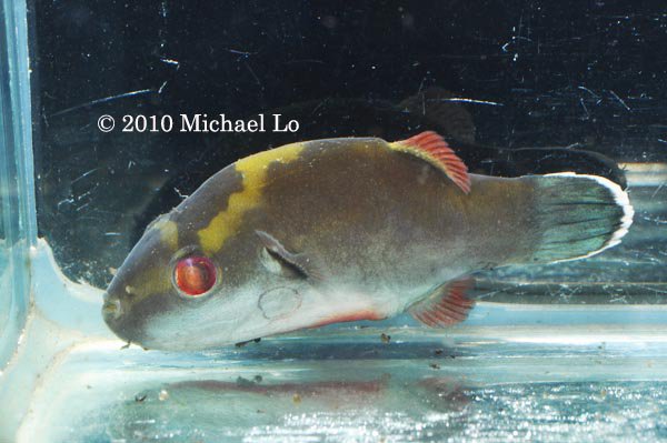 Adult male specimen from the upper Batang Sadong drainage, Sarawak state, Malaysia (Borneo).