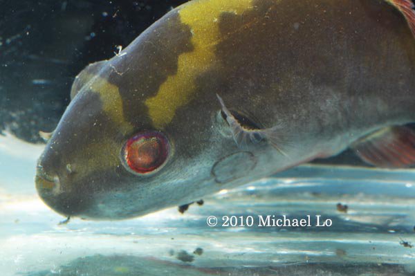 Detail of head and anterior portion of body.